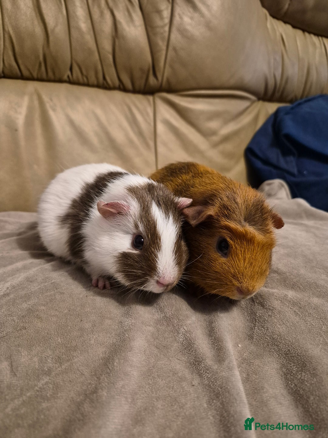 Guinea Pig rodents for sale: 2 Adorable Male Baby Guinea Pigs - Advert 2
