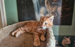 Maine Coon cats for sale: Raare Maine Coons - Image 5