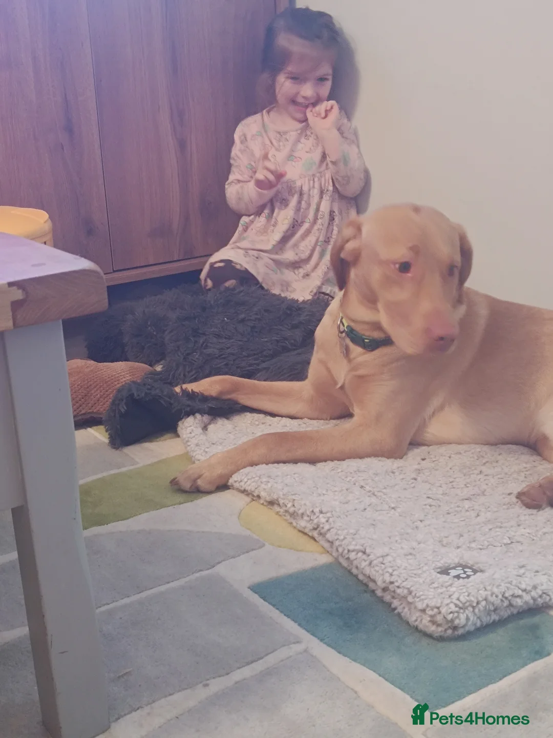 Labrador Retriever dogs for sale: Male Red Labrador 10 months  - Advert 3