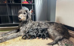 Deerhound dogs for sale: Deerhound puppies - Image 2