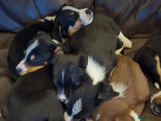 Border Collie dogs Border collie puppies ready 16th december - Advert 6