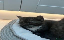 Persian cats for sale: 🌟 2 Chinchilla Persian Boy Kittens 🌟 - Image 22