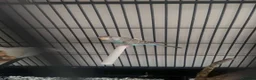 Mixed Breed birds for sale: Budgies and zebs in Selby - Advert 3