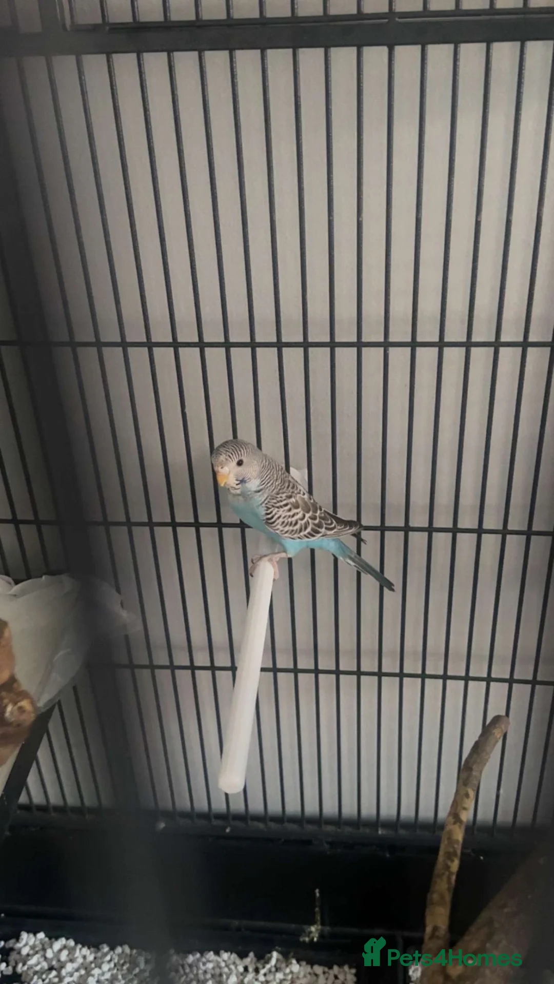 Mixed Breed birds for sale: Budgies and zebs in Selby - Advert 3