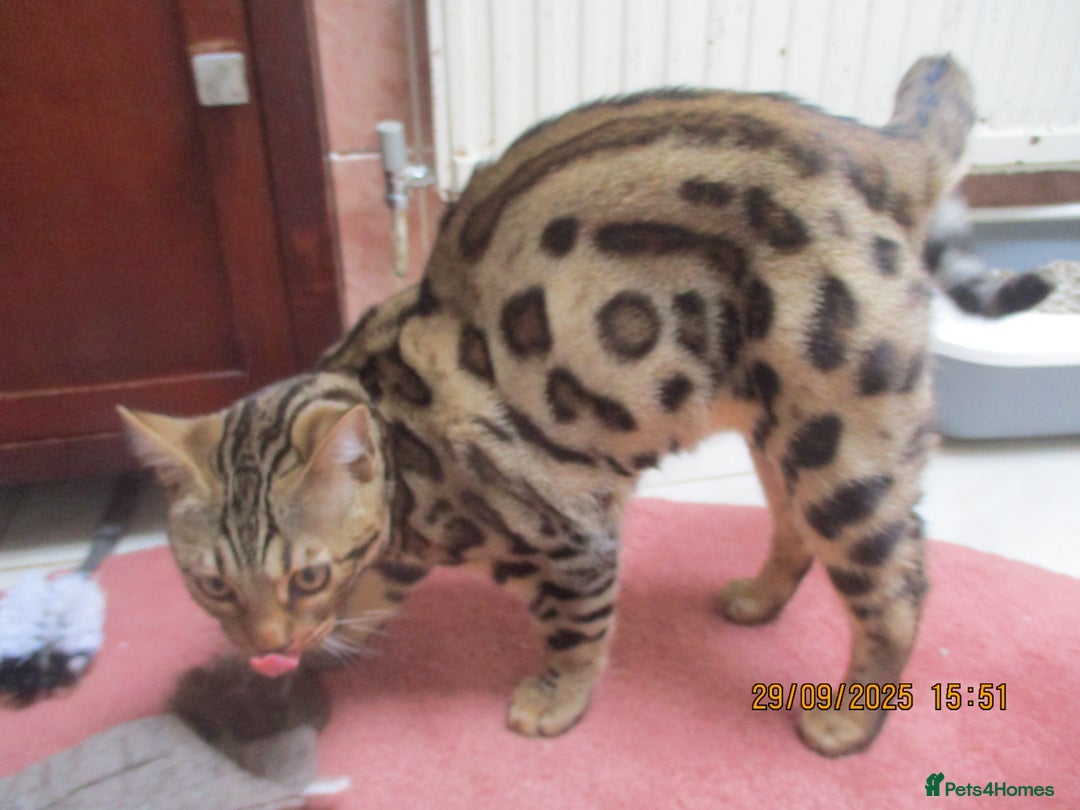 Bengal cats for sale: pedigree male bengals - Image 20