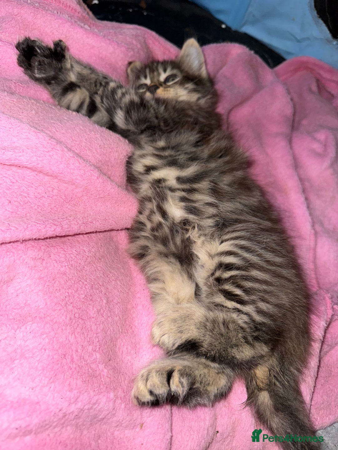 Maine Coon cats for sale: Beautiful fluffy Maine coone kittens for sale  - Image 2
