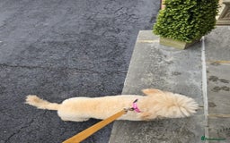 Miniature Poodle dogs for sale: MINIATURE-TOY POODLE PUPPIES AVAILABLE  - Image 11