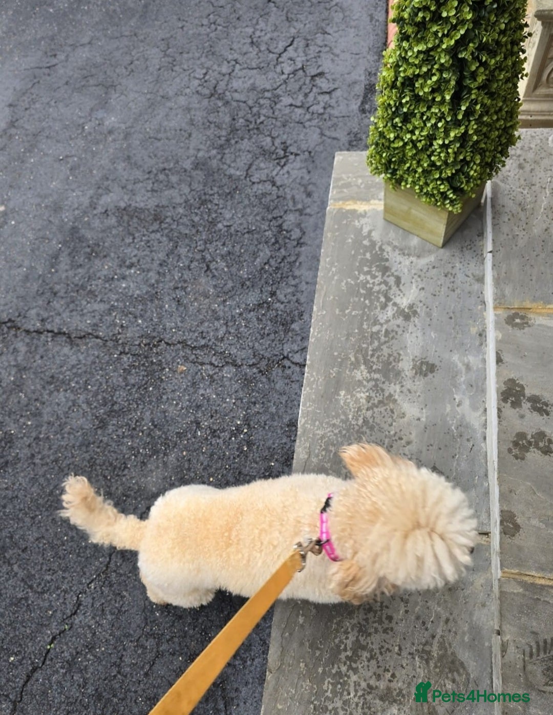 Miniature Poodle dogs for sale: MINIATURE-TOY POODLE PUPPIES AVAILABLE  - Image 11