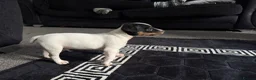 Jack Russell dogs for sale: Jack Russell 10 month  in Radstock - Advert 2