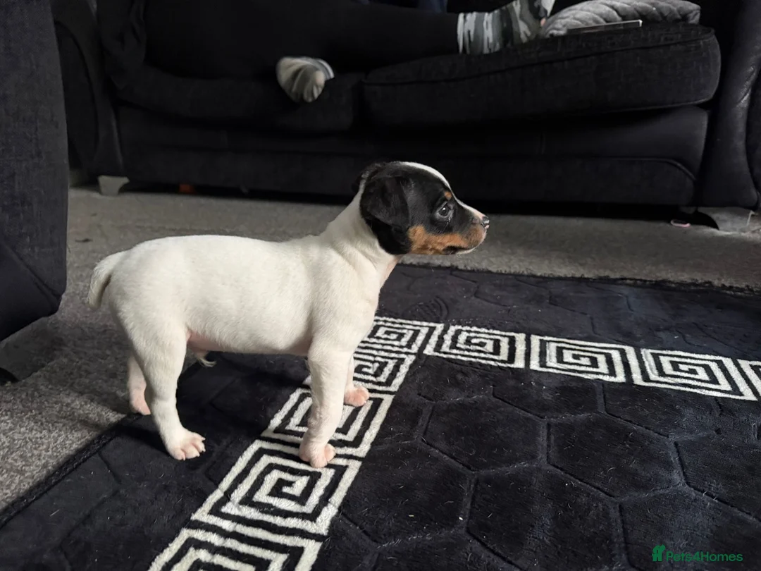 Jack Russell dogs for sale: Jack Russell 10 month  in Radstock - Advert 2