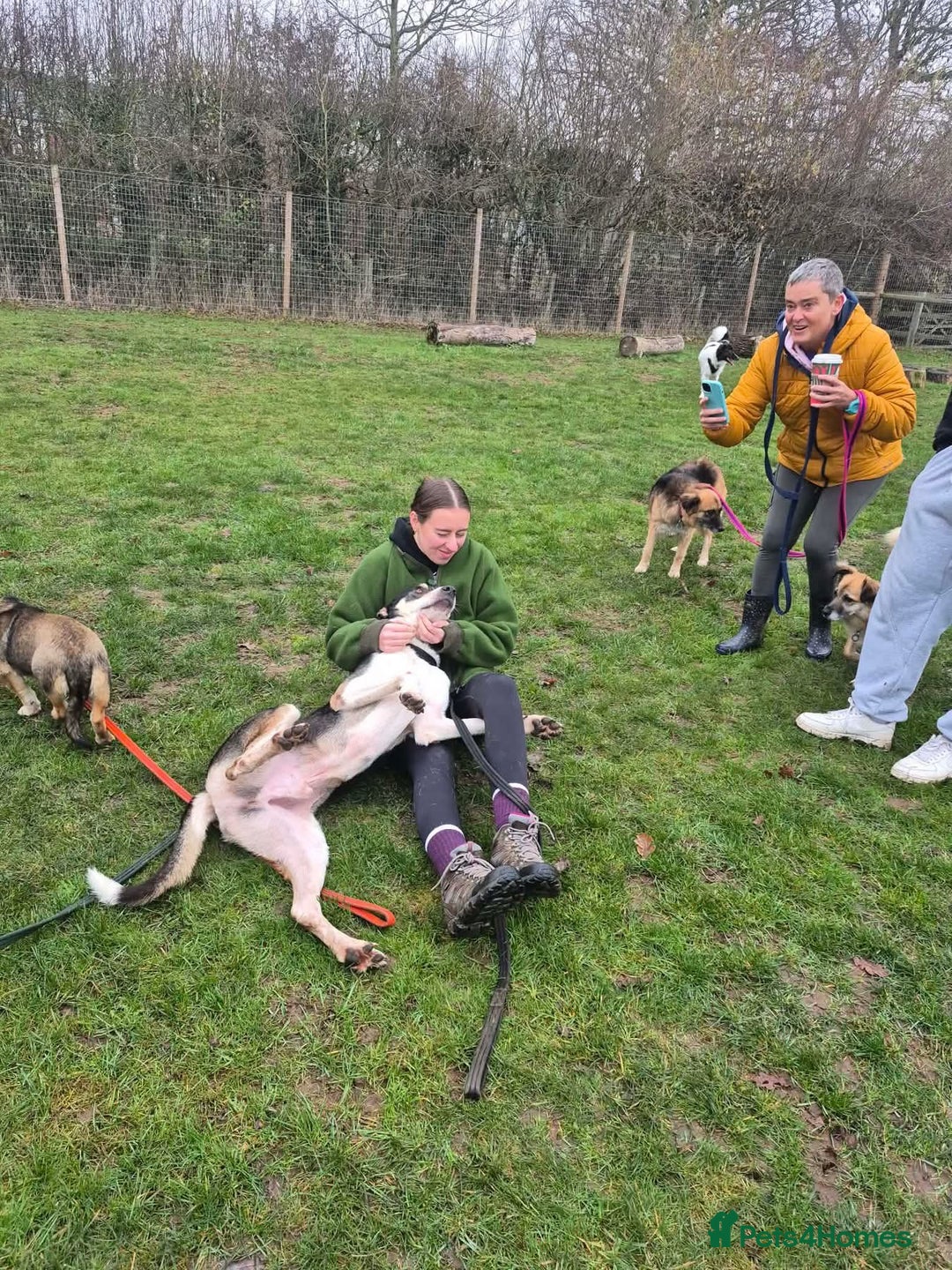 Mixed Breed dogs for adoption: Lucky - Norwich Norfolk  - Advert 14