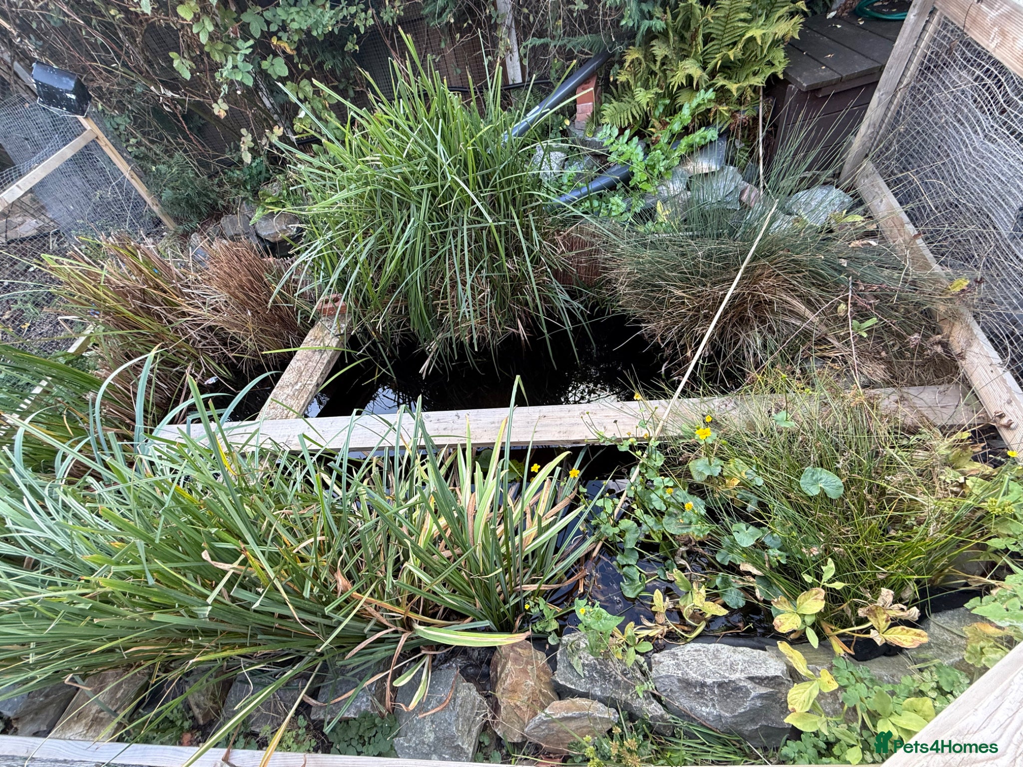Catfish fish Pond and fish  for sale  - Advert 1