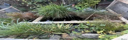 Catfish fish for sale: Pond and fish  for sale  in Waltham Cross - Advert 1