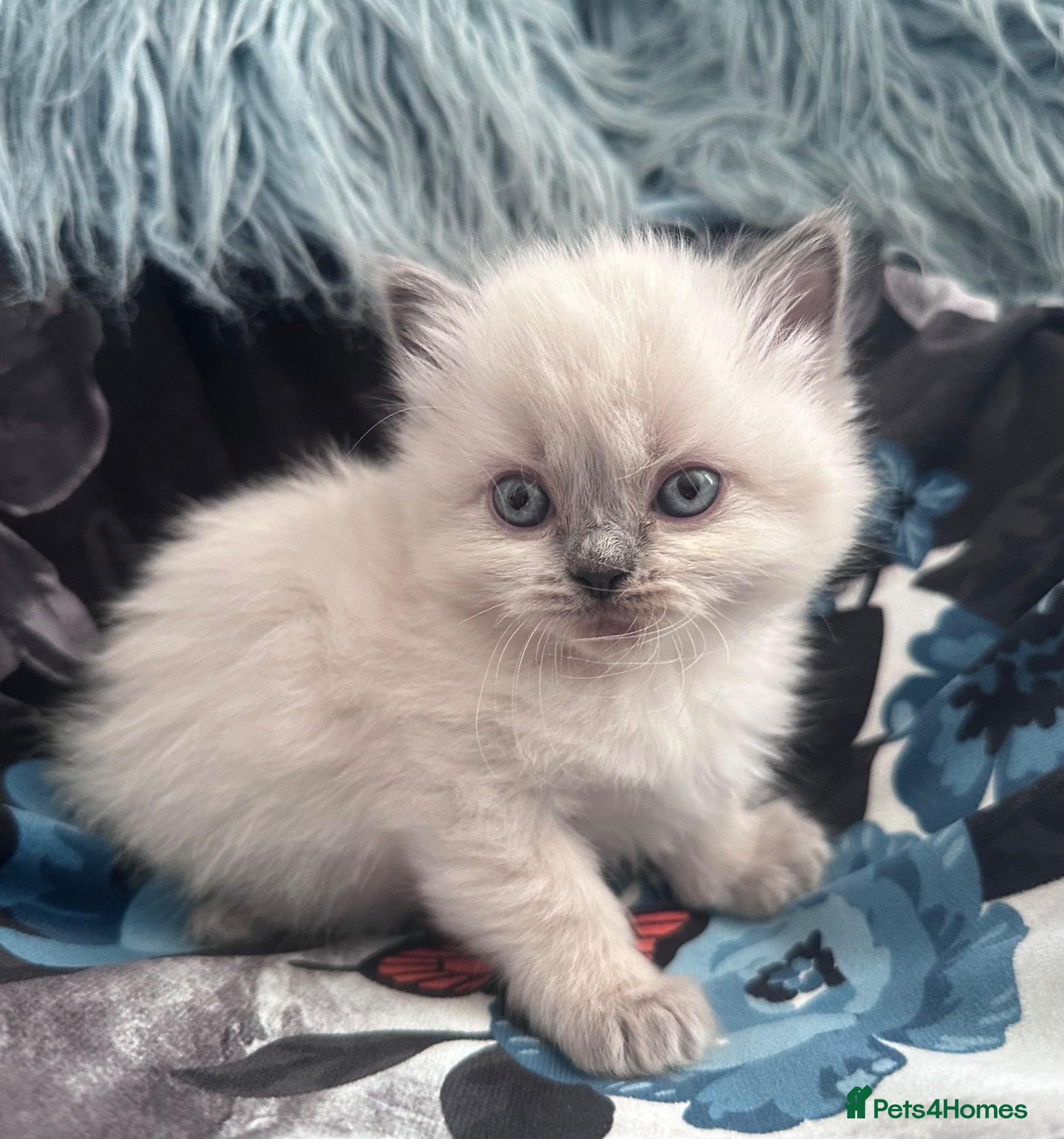 Ragdoll cats New Adorable and very fluffy pure Ragdoll kittens  - Advert 1