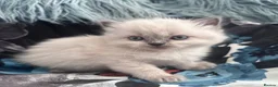 Ragdoll cats for sale: New Adorable and very fluffy pure Ragdoll kittens  - Advert 11