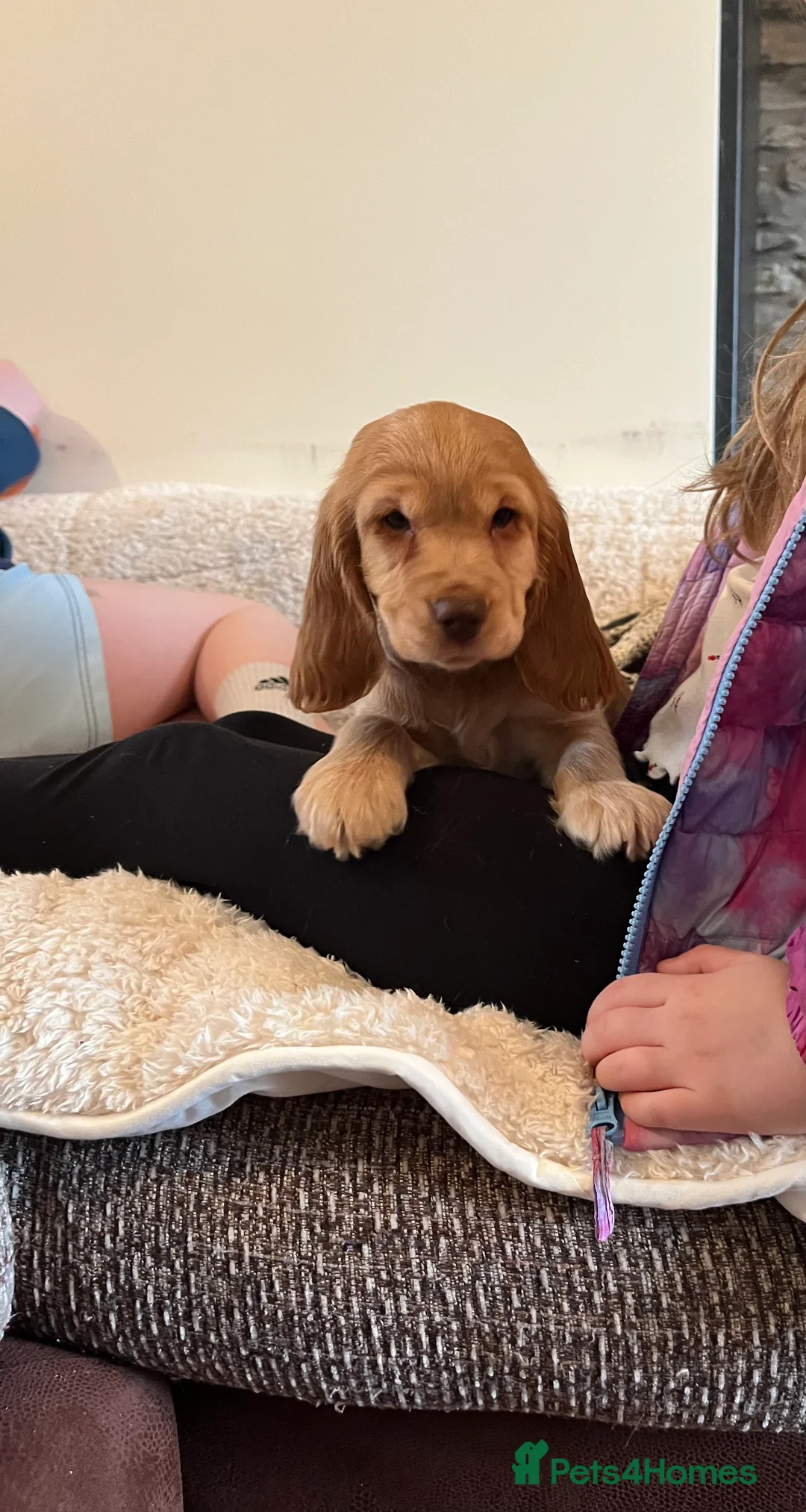 Cocker Spaniel dogs for sale: Health tested KC show type cocker 🐶 ⭐️  - Advert 15