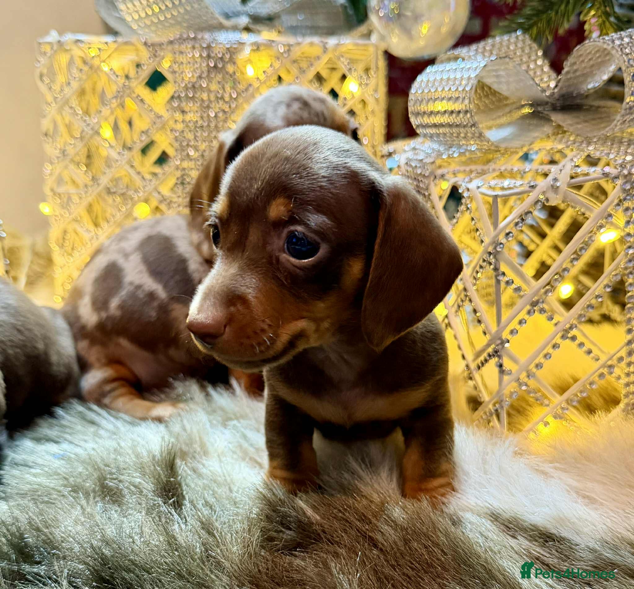 Miniature Dachshund dogs Miniature Daschunds Pra Clear  - Advert 1