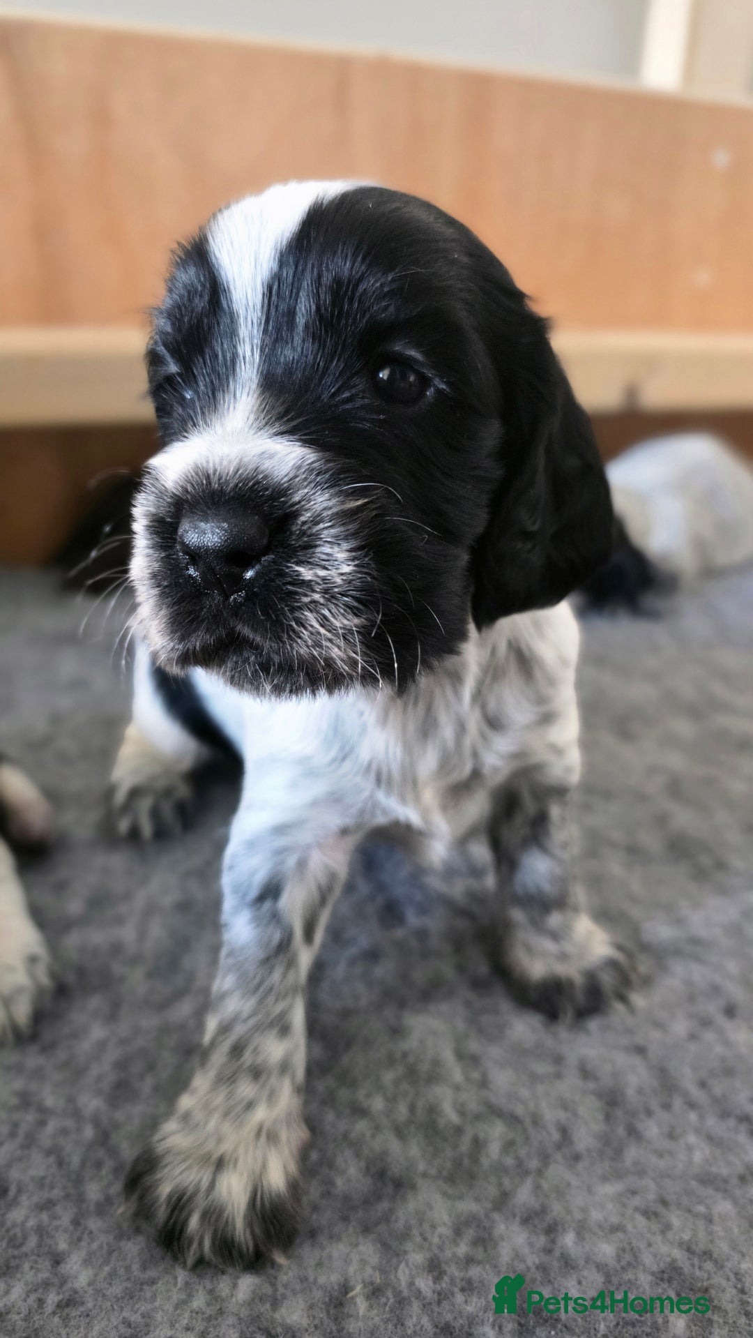 Cocker Spaniel dogs for sale: 🐾 Working Cocker Spaniel Puppies for Sale £800  - Image 17