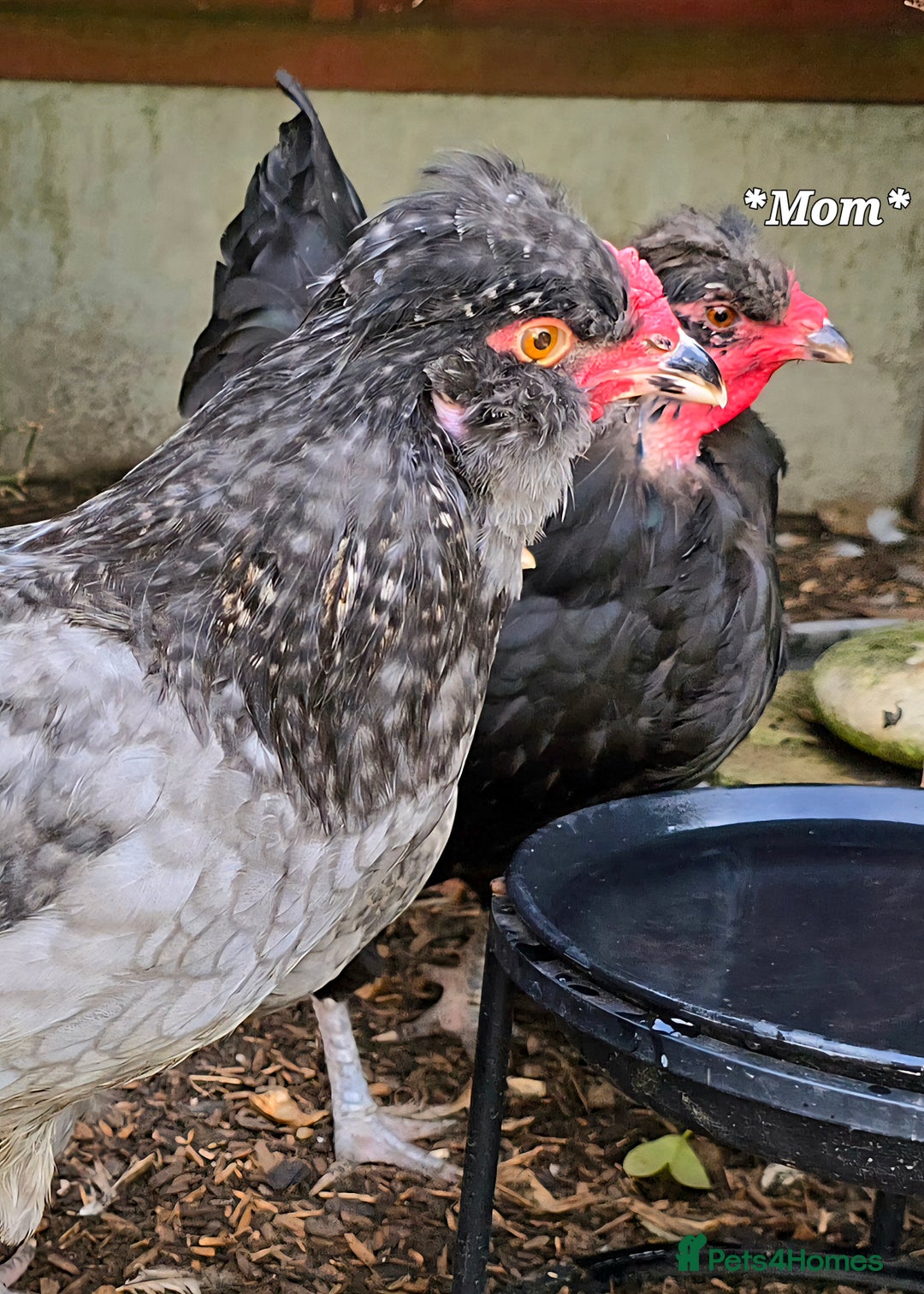 Chickens poultry for sale: Blue British tailed Araucana boy  - Image 4