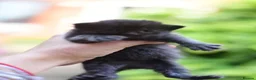 Munchkin cats for sale: Beautiful Black Female kitten looking 4 home - Advert 11