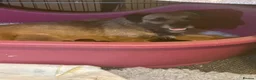 Border Terrier dogs for sale: Stunning Border Teddy Boys - Advert 1