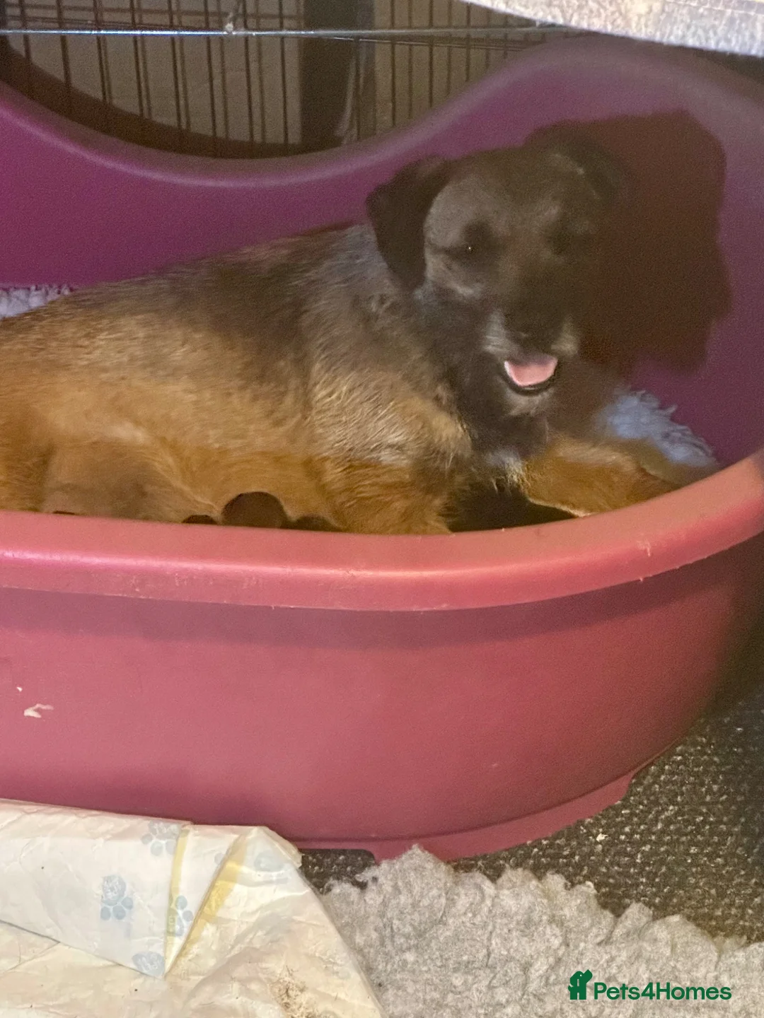 Border Terrier dogs for sale: Stunning Border Teddy Boys - Advert 1
