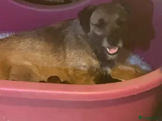 Border Terrier dogs Stunning Border Teddy Boys - Advert 5