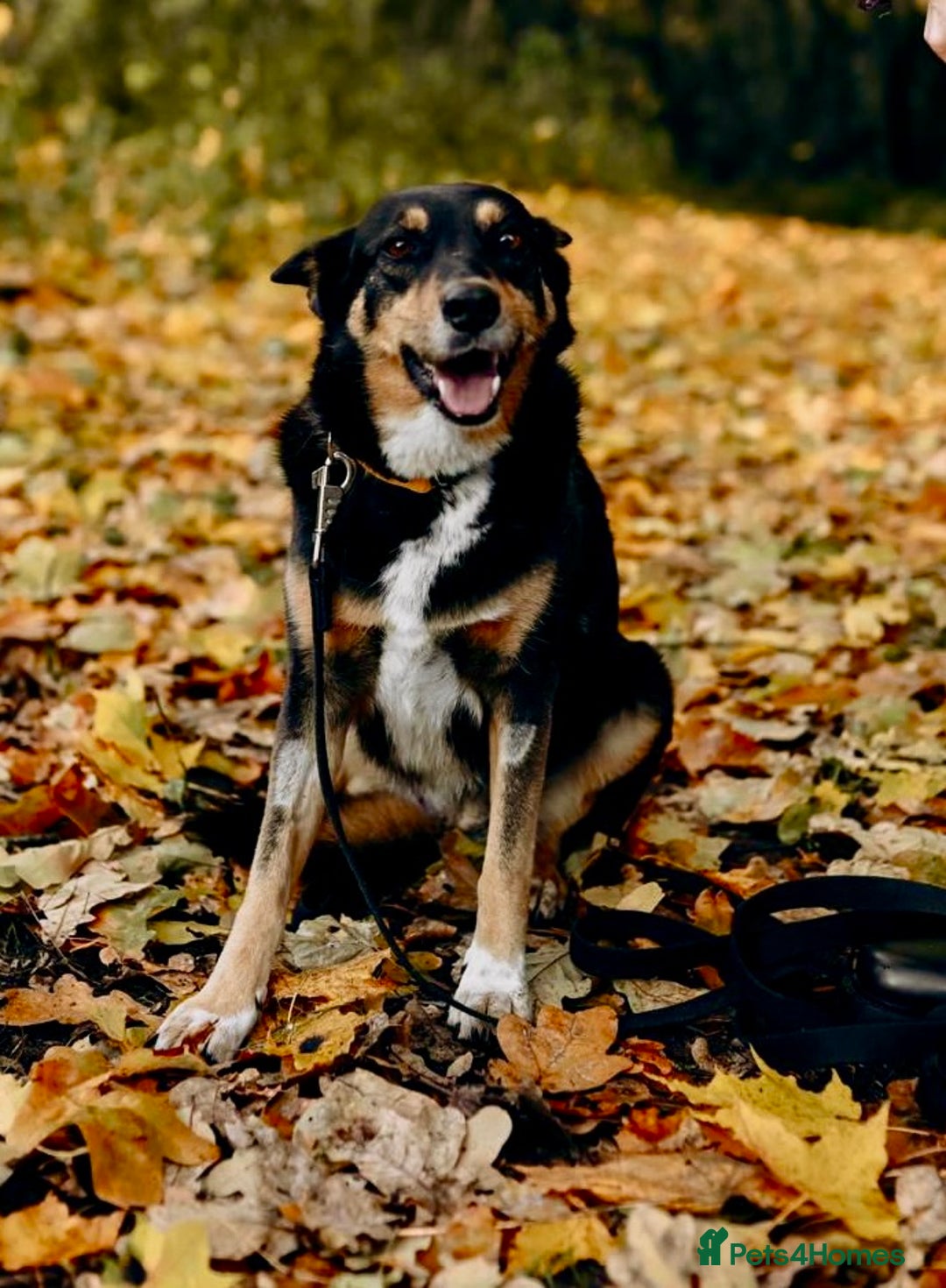 German Shepherd dogs for adoption: 🐾 POPPY – Female German Shepherd - Advert 3