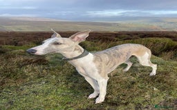 Whippet dogs for sale: Stunning Whippet Puppies - Image 7