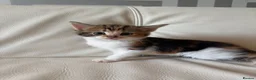 Mixed Breed cats for sale: 4 beautiful kittens  - Advert 21