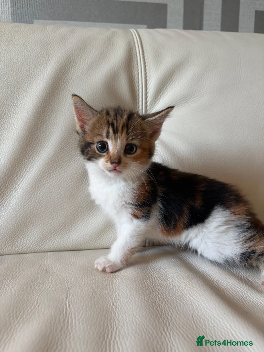 Mixed Breed cats for sale: 4 beautiful kittens  - Advert 21