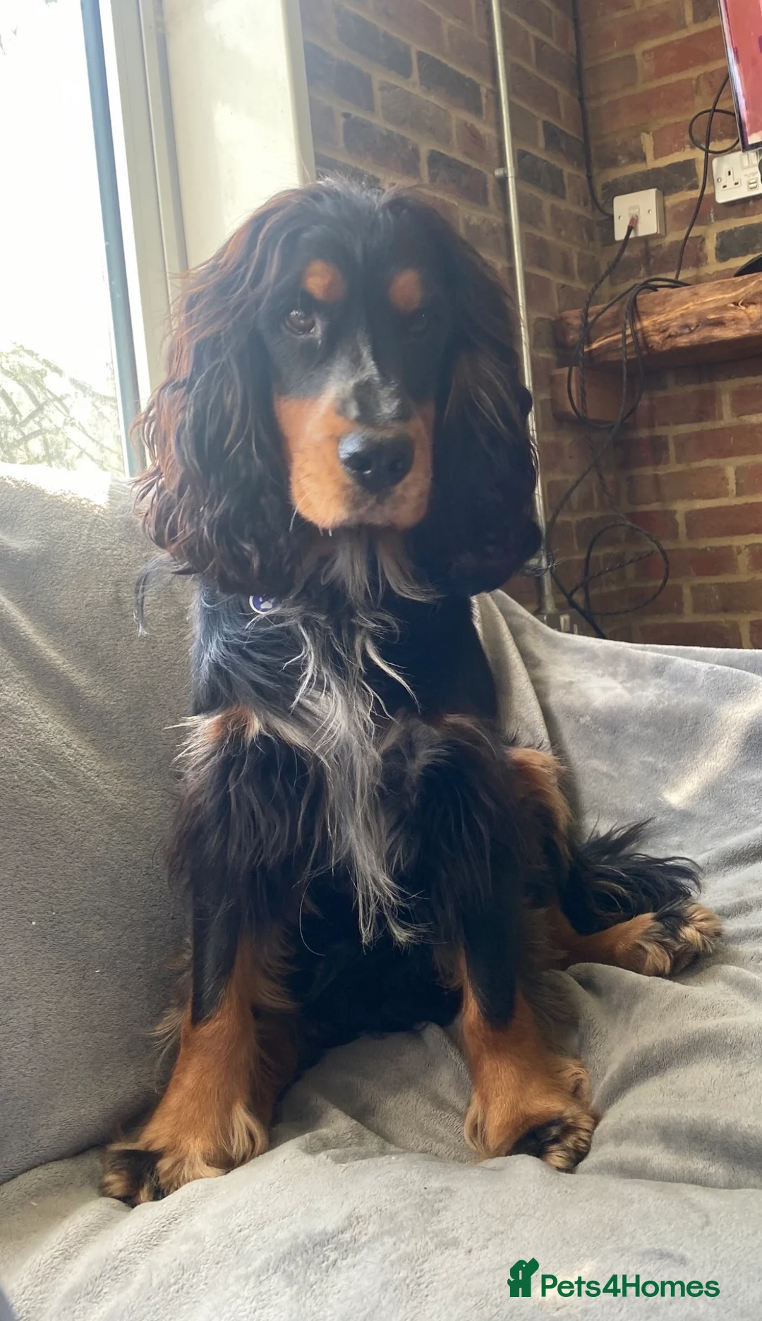 Mixed Breed dogs for sale: Stunning coloured cocker x collie puppies  - Advert 2