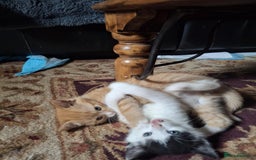 Mixed Breed cats for sale: gorgeous kittens looking for their forever homes! - Image 4