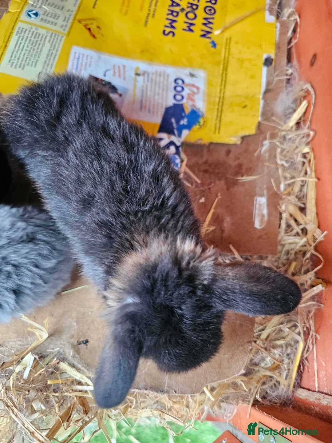 Mini Lop rabbits for sale: Circle of life Bunnys  - Image 4