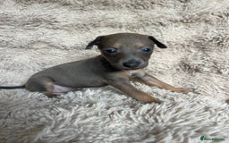 Mixed Breed dogs for sale: 3/4 Italian greyhound puppies  - Image 11