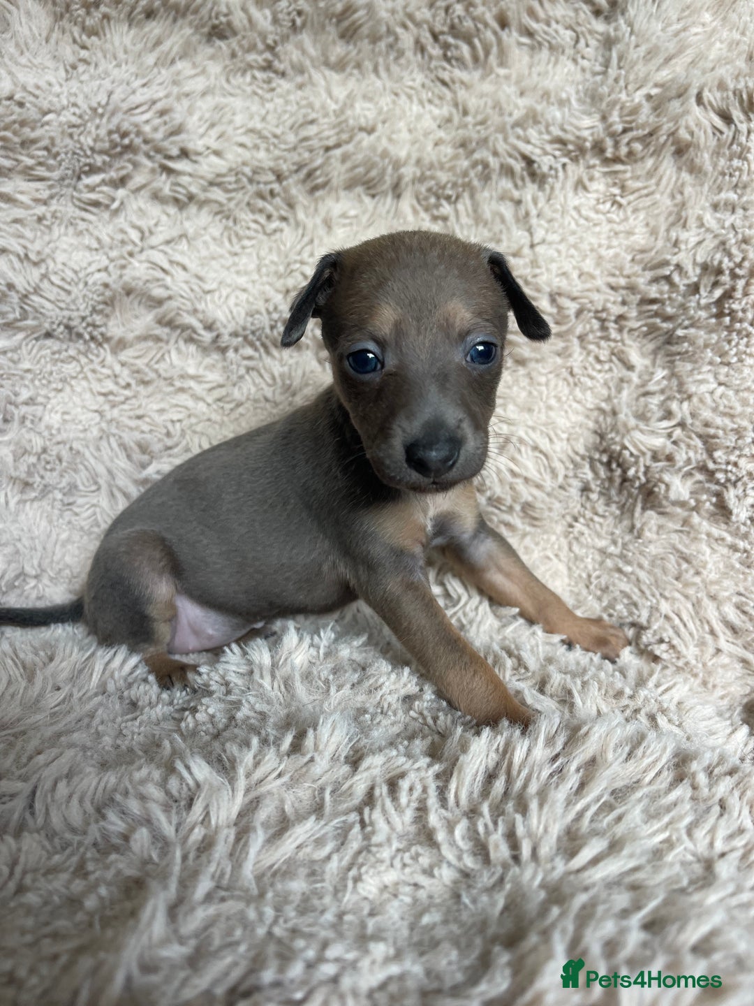 Mixed Breed dogs for sale: 3/4 Italian greyhound puppies  - Image 11