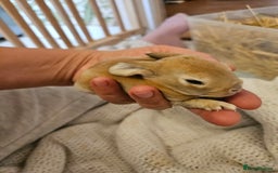 Mini Lop rabbits for sale: Plush lop x Red Rex  - Image 3