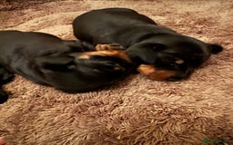 Miniature Dachshund dogs for sale: Miniature Dachshound puppies  - Image 5