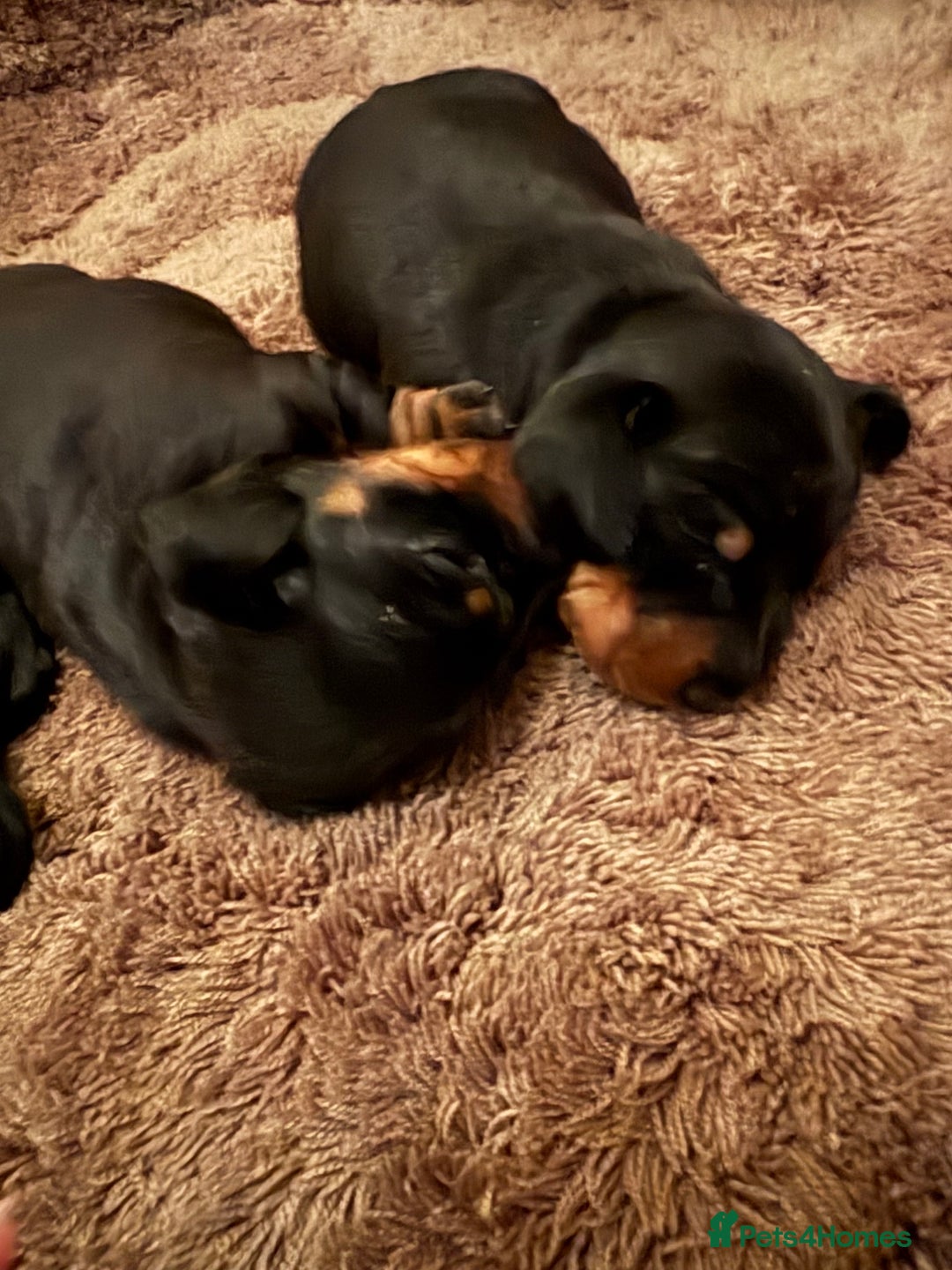 Miniature Dachshund dogs for sale: Miniature Dachshound puppies  - Image 5