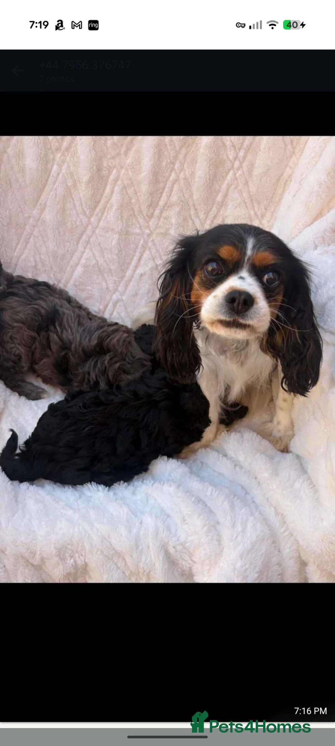 Cavapoo dogs for sale: Extensively health tested cavapoos stunning in Ashford - Advert 5