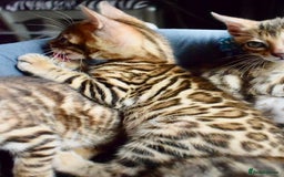 Bengal cats for sale: Beautiful Bengal kittens  - Image 5