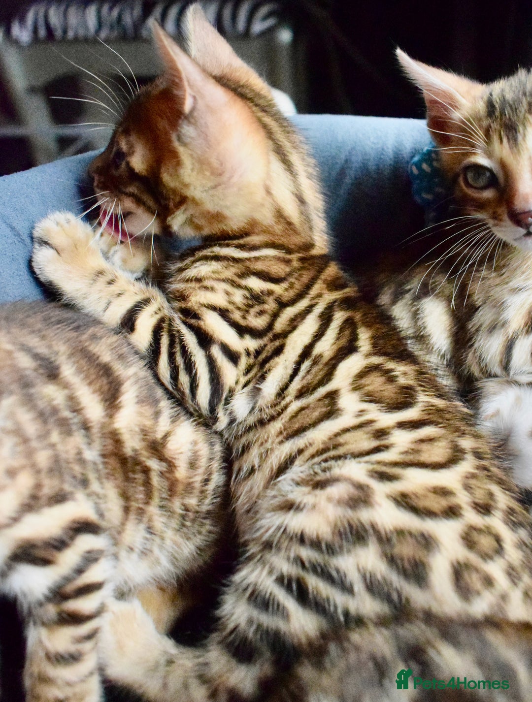 Bengal cats for sale: Beautiful Bengal kittens  - Image 5
