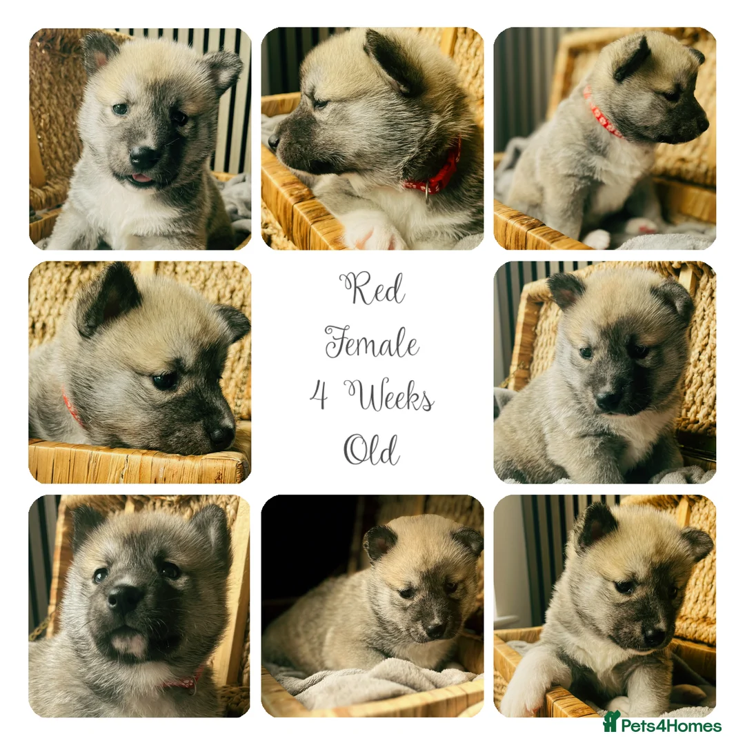 Siberian Husky dogs for sale: Husky Puppies in Warrington - Advert 8