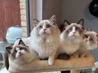 Ragdoll cats TICA Registered Ragdoll Kittens - Advert 17