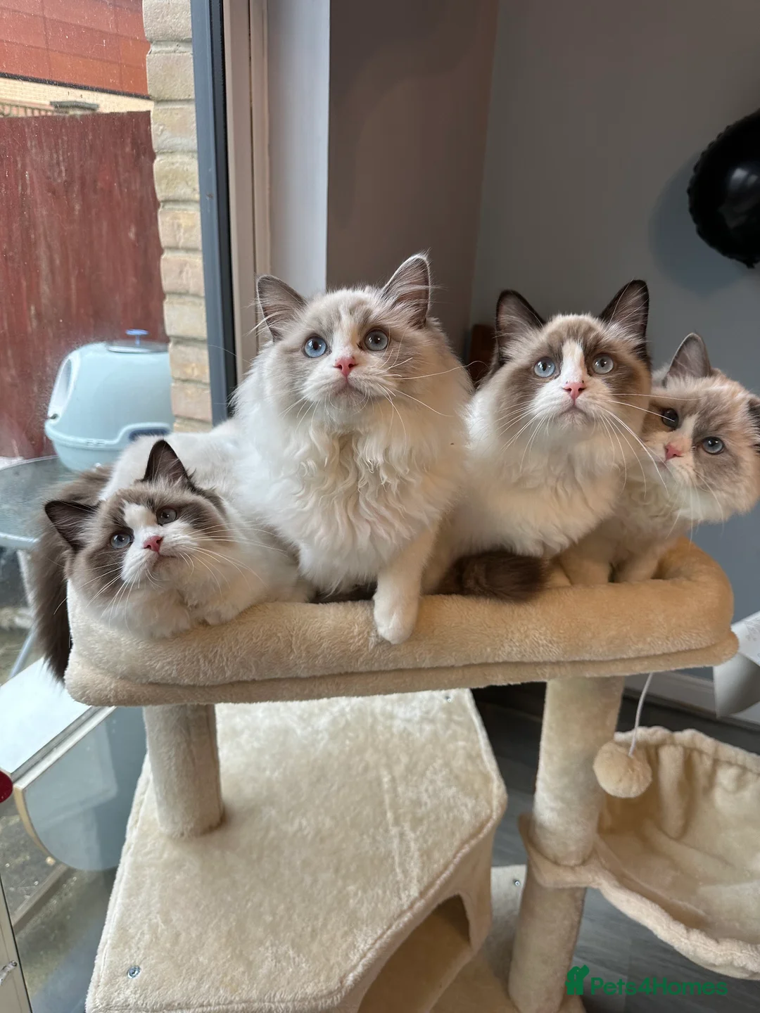 Ragdoll cats for sale:  ACTIVE CAT OR pet TICA Registered Ragdoll Kittens - Advert 8