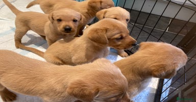 Labrador Retriever dogs - Advert 7