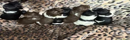 English Springer Spaniel dogs for sale: Last two boy Springer Spaniel Puppies  - Advert 11