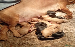 Cavapoochon dogs for sale: Cavapoochon puppies  - Image 20