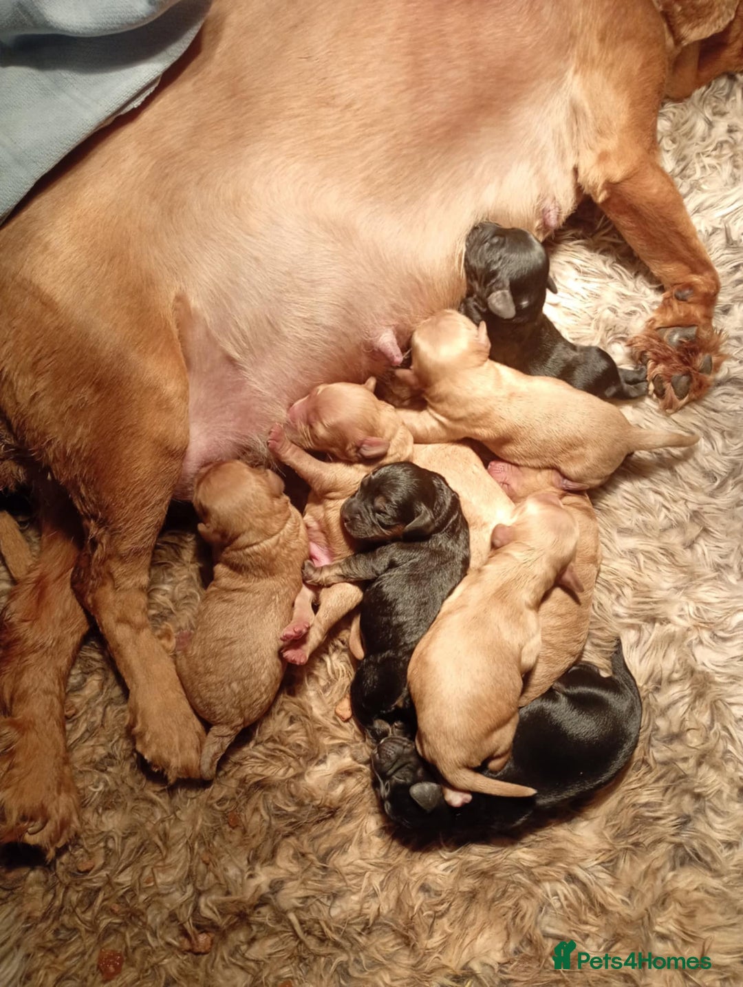 Cavapoochon dogs for sale: Cavapoochon puppies  - Image 20