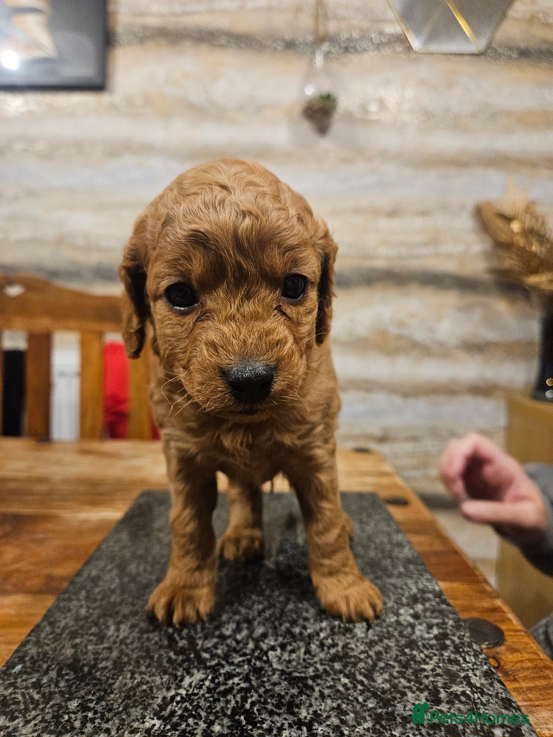 Cockapoo dogs for sale: F2 cockapoo boys 1 left available  - Advert 30